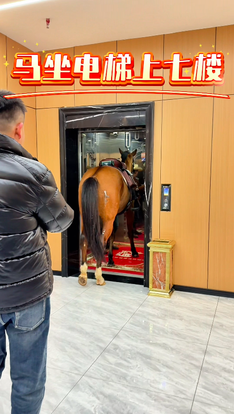湖北一匹马进屋到桌前要米饭吃走红，主人回应：非AI，它像家人一样