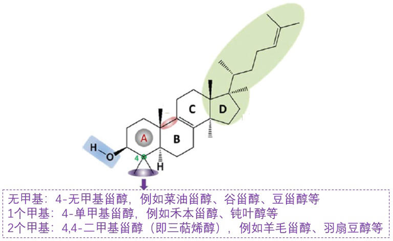 茶油中一種特殊的活性成分：三萜烯醇